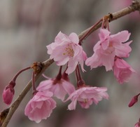 HiroshimaBlossom